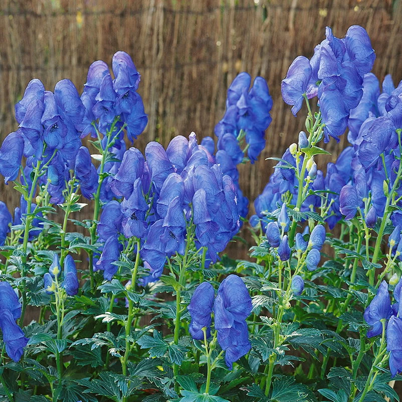 Bio Herbst-Eisenhut 'Arendsii' Blau, Topf-Ø 11 Cm, 3er-Set 1 Bio Herbst-Eisenhut 'Arendsii' Blau, Topf-Ø 11 Cm, 3er-Set