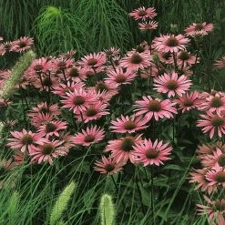 Insektenfreundliches Stauden Set, 18 Pflanzen Für 3 M², Bunt 16 Insektenfreundliches Stauden Set, 18 Pflanzen Für 3 M², Bunt -Gartenwelt Geschaft 0310103860 Echinacea purpurea rot Koelles Beste 9 11er Topf 4899