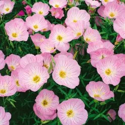 Insektenfreundliches Stauden Set, 18 Pflanzen Für 3 M², Bunt 19 Insektenfreundliches Stauden Set, 18 Pflanzen Für 3 M², Bunt -Gartenwelt Geschaft 0310105848 nachtkerze siskiyou rosa 11 cm topf web 42374