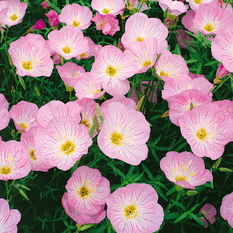 Insektenfreundliches Stauden Set, 18 Pflanzen Für 3 M², Bunt 9 Insektenfreundliches Stauden Set, 18 Pflanzen Für 3 M², Bunt – Bild 9