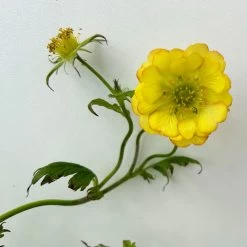Nelkenwurz 'Nonna' Gelborange Halbgefüllt, Topf-Ø 12 Cm, 3er-Set -Gartenwelt Geschaft 0310190533 geum nonna koelle bio 3 123839