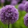 Allium 'Gladiator' Violett, Topf-Ø 14 Cm, 3er-Set