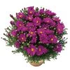Kissenaster 'Purple Diamond' Violett, Topf-Ø 12 Cm, 3er-Set