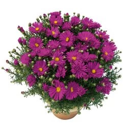 Kissenaster 'Purple Diamond' Violett, Topf-Ø 12 Cm, 3er-Set