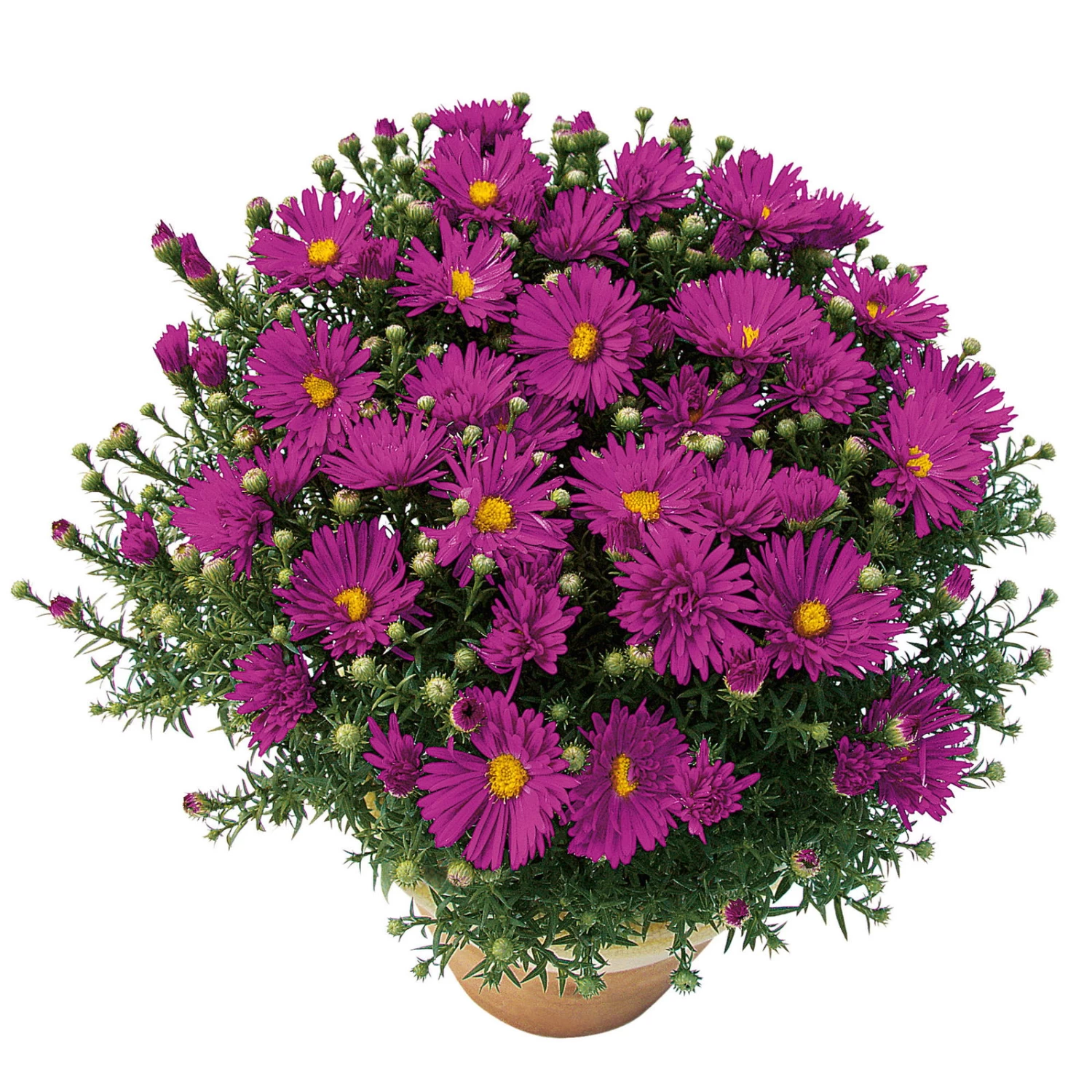 Kissenaster 'Purple Diamond' Violett, Topf-Ø 12 Cm, 3er-Set 1 Kissenaster 'Purple Diamond' Violett, Topf-Ø 12 Cm, 3er-Set