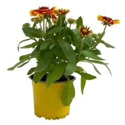 Kokardenblume, Farbe Nach Verfügbarkeit, Topf-Ø 12/13 Cm, 6er-Set -Gartenwelt Geschaft 0310500624 Gaillardia aristata gelbrot 2 111886