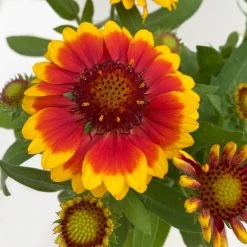 Kokardenblume, Farbe Nach Verfügbarkeit, Topf-Ø 12/13 Cm, 6er-Set -Gartenwelt Geschaft 0310500624 Gaillardia aristata gelbrot 3 111866