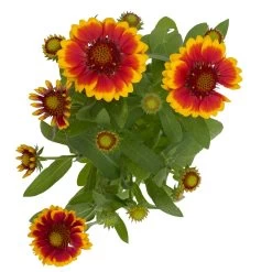 Kokardenblume, Farbe Nach Verfügbarkeit, Topf-Ø 12/13 Cm, 6er-Set -Gartenwelt Geschaft 0310500624 Gaillardia aristata gelbrot 4 111887