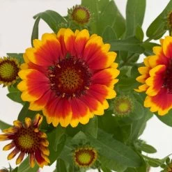 Kokardenblume, Farbe Nach Verfügbarkeit, Topf-Ø 12/13 Cm, 6er-Set -Gartenwelt Geschaft 0310500624 Gaillardia aristata gelbrot 6 111867