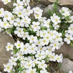 Insektenfreundliches Stauden Set, 18 Pflanzen Für 3 M², Bunt 14 Insektenfreundliches Stauden Set, 18 Pflanzen Für 3 M², Bunt -Gartenwelt Geschaft 0310500951 Arenaria montana 13 cm Topf 75495
