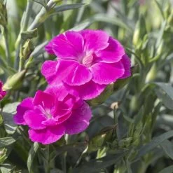 Duftnelken 'Peman' Pink, Topf-Ø 12/13 Cm, 6er-Set -Gartenwelt Geschaft 0310501037 Dianthus Peman 3er Set 87643