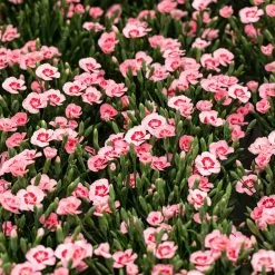 Stauden Nelke 'Peach Party®' Apricot Mit Rotem Auge, Topf-Ø 12 Cm, 6er-Set 7 Stauden Nelke 'Peach Party®' Apricot Mit Rotem Auge, Topf-Ø 12 Cm, 6er-Set -Gartenwelt Geschaft 0310501038 Dianthus Peach Party 3er Set2 87648