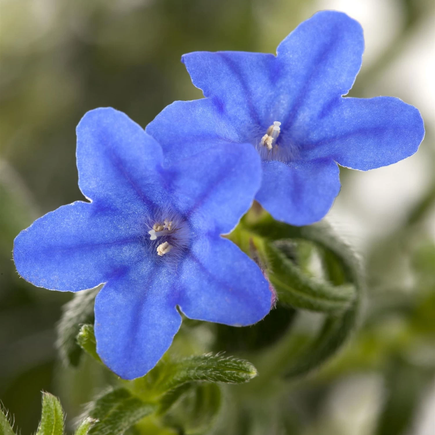 Steinsame Blau, Topf-Ø 12 Cm, 6er-Set 2 Steinsame Blau, Topf-Ø 12 Cm, 6er-Set – Bild 2