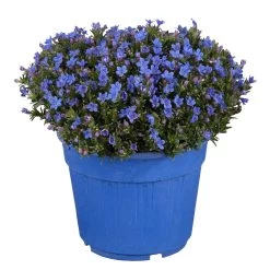 Steinsame Blau, Topf-Ø 12 Cm, 6er-Set 11 Steinsame Blau, Topf-Ø 12 Cm, 6er-Set -Gartenwelt Geschaft 0310501063 Lithodora diffusa 6er Set 86449