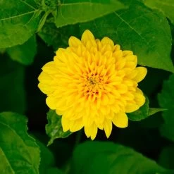 Stauden-Sonnenblume 'Soleil D'Or' Goldgelb, Topf-Ø 11 Cm, 3er-Set -Gartenwelt Geschaft 0319100328 Helianthus decapet Soleil dOr 3er Set 7 113911
