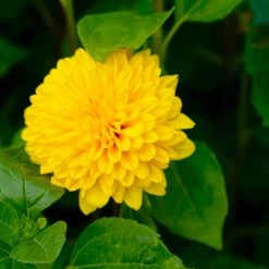 Stauden-Sonnenblume 'Soleil D'Or' Goldgelb, Topf-Ø 11 Cm, 3er-Set -Gartenwelt Geschaft 0319100328 Helianthus decapet Soleil dOr 3er Set 8 113910