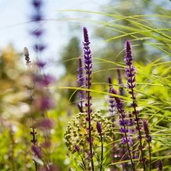 Salvia Nemorosa 'Caradonna' Dunkelblau, Topf-Ø 11 Cm, 3er-Set