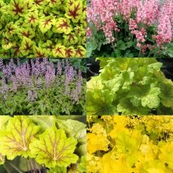 Purpurglöckchen Grünlaubig, Topf-Ø 12 Cm, 3er-Set