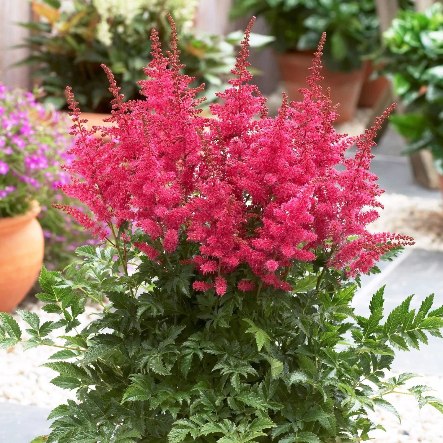 Bio Prachtspiere 'Younique Cerise'® Weiß, Topf-Ø 11 Cm, 3er-Set 1 Bio Prachtspiere 'Younique Cerise'® Weiß, Topf-Ø 11 Cm, 3er-Set