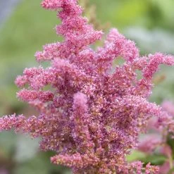 Bio Prachtspiere 'Younique Cerise'® Weiß, Topf-Ø 11 Cm, 3er-Set 7 Bio Prachtspiere 'Younique Cerise'® Weiß, Topf-Ø 11 Cm, 3er-Set -Gartenwelt Geschaft 0319100498 Astilbe Younique Cerise 3er Set 2 107936