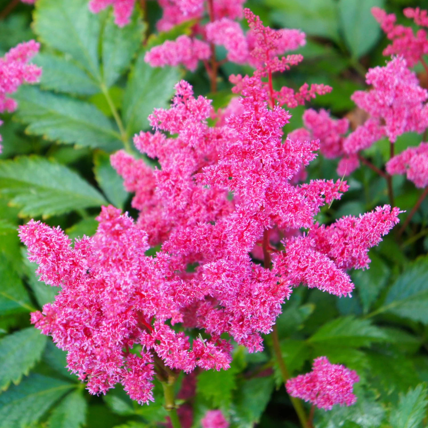 Bio Prachtspiere 'Younique Cerise'® Weiß, Topf-Ø 11 Cm, 3er-Set 2 Bio Prachtspiere 'Younique Cerise'® Weiß, Topf-Ø 11 Cm, 3er-Set – Bild 2