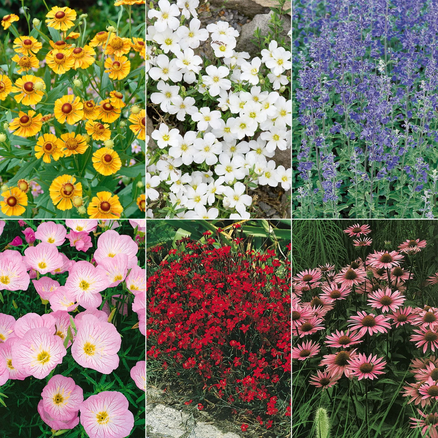 Insektenfreundliches Stauden Set, 18 Pflanzen Für 3 M², Bunt 2 Insektenfreundliches Stauden Set, 18 Pflanzen Für 3 M², Bunt – Bild 2