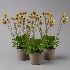 Nelkenwurz 'Nonna' Gelborange Halbgefüllt, Topf-Ø 12 Cm, 3er-Set -Gartenwelt Geschaft 0319100549 Geum Nonna 3er Set KB gelb orange T12 1 126151