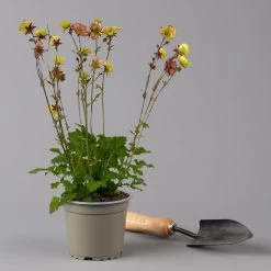 Nelkenwurz 'Nonna' Gelborange Halbgefüllt, Topf-Ø 12 Cm, 3er-Set -Gartenwelt Geschaft 0319100549 Geum Nonna 3er Set KB gelb orange T12 2 126152