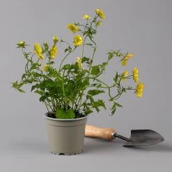 Nelkenwurz 'Nonna' Gelborange Halbgefüllt, Topf-Ø 12 Cm, 3er-Set -Gartenwelt Geschaft 0319100549 Geum Nonna 3er Set gelb orange T12 2 124062