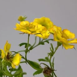 Nelkenwurz 'Nonna' Gelborange Halbgefüllt, Topf-Ø 12 Cm, 3er-Set -Gartenwelt Geschaft 0319100549 Geum Nonna 3er Set gelb orange T12 4 124063