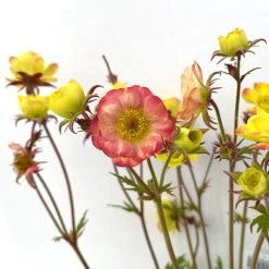 Nelkenwurz 'Nonna' Gelborange Halbgefüllt, Topf-Ø 12 Cm, 3er-Set -Gartenwelt Geschaft 0319100549 geum nonna gelb 13 125009
