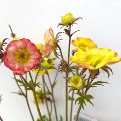 Nelkenwurz 'Nonna' Gelborange Halbgefüllt, Topf-Ø 12 Cm, 3er-Set -Gartenwelt Geschaft 0319100549 geum nonna gelb 3 125008