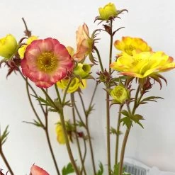 Nelkenwurz 'Nonna' Gelborange Halbgefüllt, Topf-Ø 12 Cm, 3er-Set -Gartenwelt Geschaft 0319100549 geum nonna gelb 4 125010