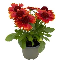 Kokardenblume, Farbe Nach Verfügbarkeit, Topf-Ø 12/13 Cm, 6er-Set -Gartenwelt Geschaft 0319200041 Gaillardia aristata nach Verfuegbarkeit 6er Set 2 111889