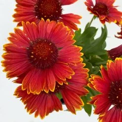 Kokardenblume, Farbe Nach Verfügbarkeit, Topf-Ø 12/13 Cm, 6er-Set -Gartenwelt Geschaft 0319200041 Gaillardia aristata nach Verfuegbarkeit 6er Set 3 111864