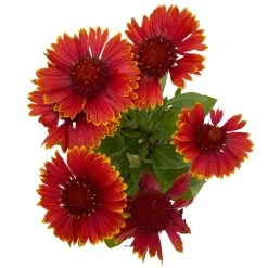Kokardenblume, Farbe Nach Verfügbarkeit, Topf-Ø 12/13 Cm, 6er-Set -Gartenwelt Geschaft 0319200041 Gaillardia aristata nach Verfuegbarkeit 6er Set 4 111890