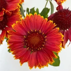 Kokardenblume, Farbe Nach Verfügbarkeit, Topf-Ø 12/13 Cm, 6er-Set -Gartenwelt Geschaft 0319200041 Gaillardia aristata nach Verfuegbarkeit 6er Set 6 111865