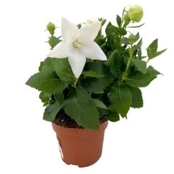 Ballonblume, Weiß, Topf-Ø 12 Cm, 6er-Set -Gartenwelt Geschaft 0319200084 Platycodon grandiflorus weiss 6er Set T12 1 111562