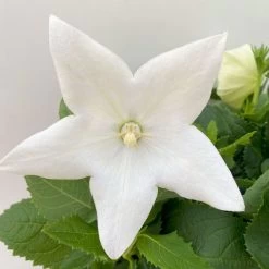 Ballonblume, Weiß, Topf-Ø 12 Cm, 6er-Set