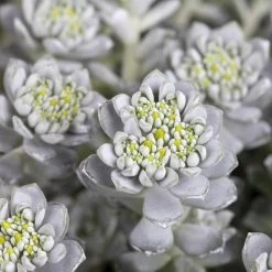 Spatelblättriges Garten-Fettblatt 'Cape Blanco' Gelb, Topf-Ø 12 Cm, 6er-Set -Gartenwelt Geschaft 0319200087 Sedum spath Cape Blanco 6er Set gelb 2 112570