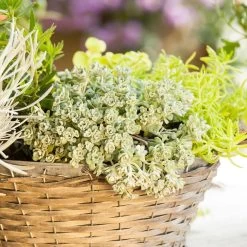 Spatelblättriges Garten-Fettblatt 'Cape Blanco' Gelb, Topf-Ø 12 Cm, 6er-Set -Gartenwelt Geschaft 0319200087 Sedum spath Cape Blanco 6er Set gelb 3 112572