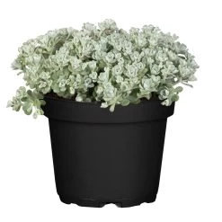 Spatelblättriges Garten-Fettblatt 'Cape Blanco' Gelb, Topf-Ø 12 Cm, 6er-Set