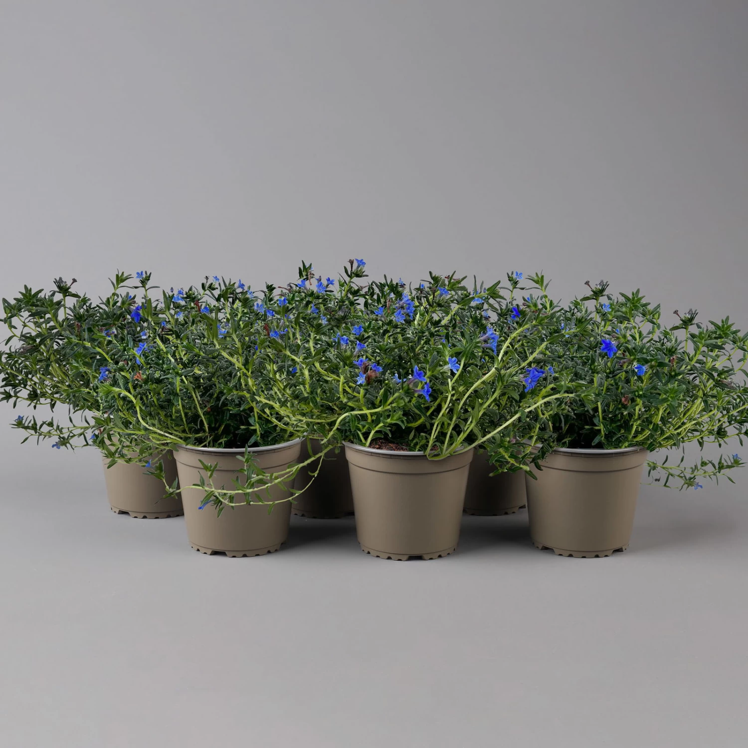 Steinsame Blau, Topf-Ø 12 Cm, 6er-Set 1 Steinsame Blau, Topf-Ø 12 Cm, 6er-Set