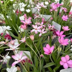 Grasstern, Farbe Zufällig, Topf-Ø 13 Cm, 6er-Set -Gartenwelt Geschaft 0319200119 rhodohypoxis mix 3 122206