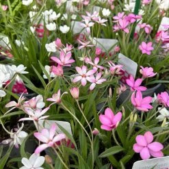 Grasstern, Farbe Zufällig, Topf-Ø 13 Cm, 6er-Set -Gartenwelt Geschaft 0319200119 rhodohypoxis mix 4 122205