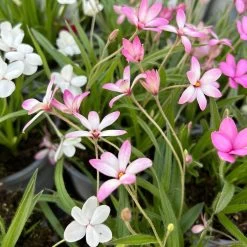 Grasstern, Farbe Zufällig, Topf-Ø 13 Cm, 6er-Set -Gartenwelt Geschaft 0319200119 rhodohypoxis mix 5 122204