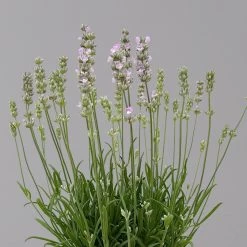 Lavendel Rosa, Topf-Ø 13 Cm, 3er-Set 10 Lavendel Rosa, Topf-Ø 13 Cm, 3er-Set -Gartenwelt Geschaft 0319200157 0319200158 lavandula angustifolia rosa 1 124070
