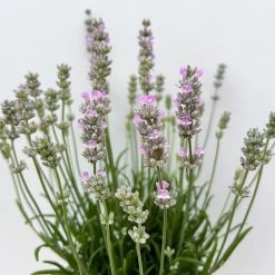 Lavendel Rosa, Topf-Ø 13 Cm, 3er-Set 11 Lavendel Rosa, Topf-Ø 13 Cm, 3er-Set -Gartenwelt Geschaft 0319200157 0319200158 lavandula angustifolia rosa 7 123847