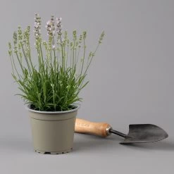 Lavendel Rosa, Topf-Ø 13 Cm, 3er-Set 9 Lavendel Rosa, Topf-Ø 13 Cm, 3er-Set -Gartenwelt Geschaft 0319200157 0319200158 lavandula angustifolia rosa 124069
