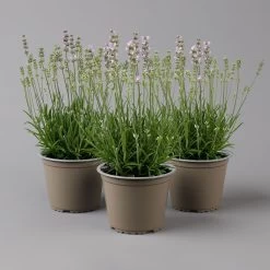 Lavendel Rosa, Topf-Ø 13 Cm, 3er-Set